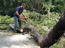 How Our Tree Care Process Works  in  Duncansville, PA